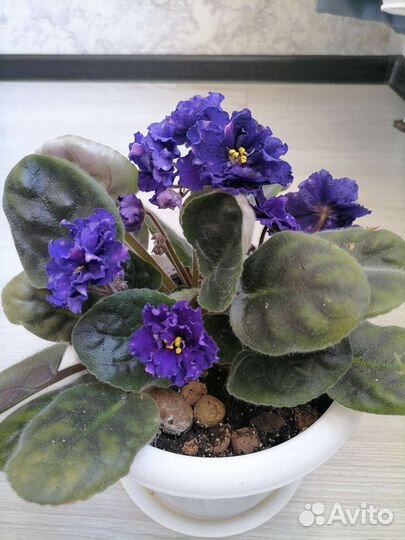 Фиалки цветущие в горшке