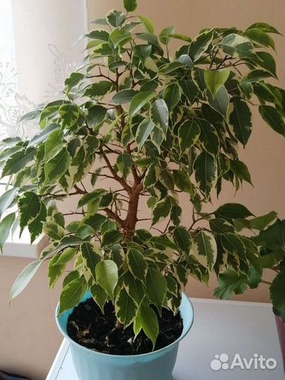 Фикус бенджамина