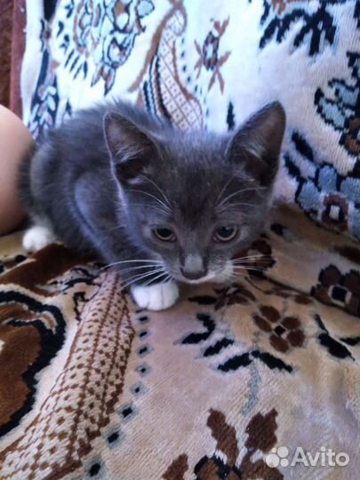 Котёнок ищет дом