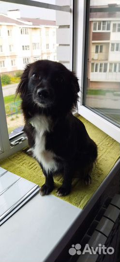 Собака в добрые руки