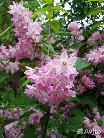 Кольквиция,дейция,вейгела и др