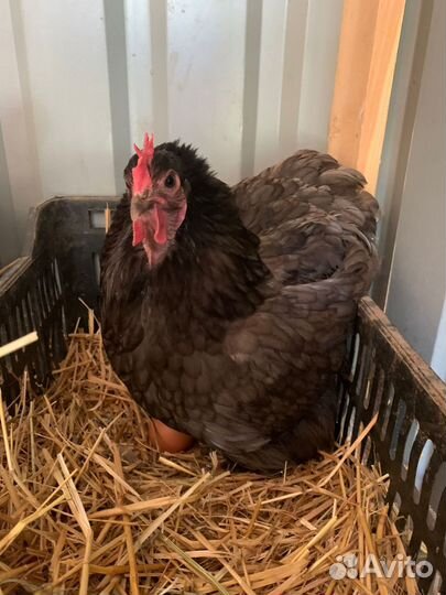 Кохинхин цыплята и куры