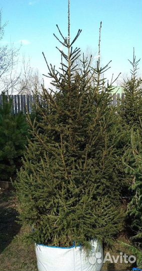 Саженцы сибирской ели экстра класс