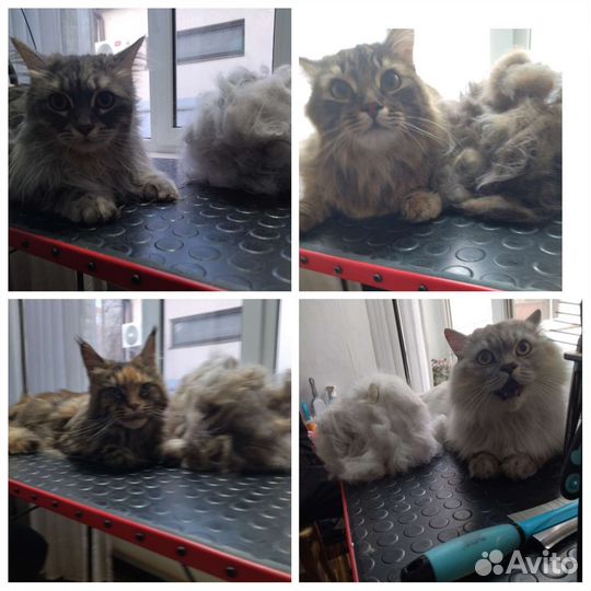 Стрижка собак и кошек, груминг