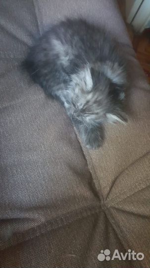 Кошка с котенком в заботливые руки