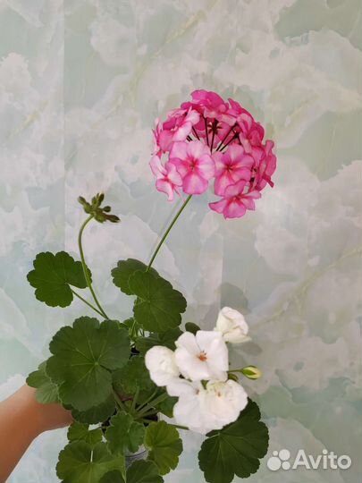 Сенполии, Пеларгонии, Экзакум