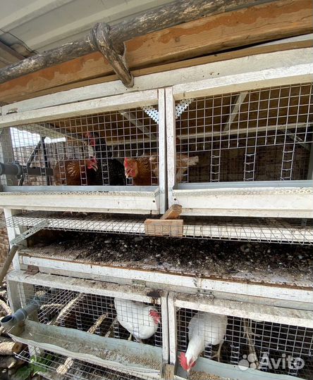 Курицы несушки