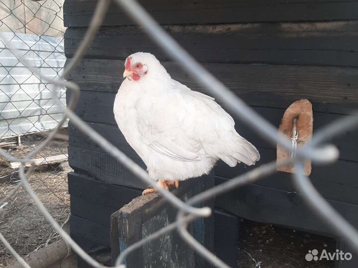 Инкубационное яйцо