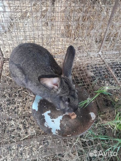 Кролик самец