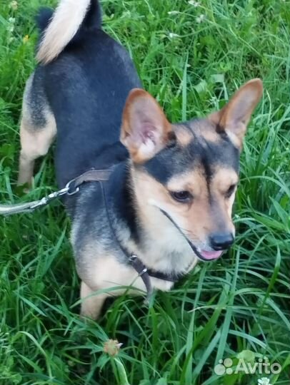 Спаниель в добрые руки