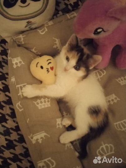 Британская кошка