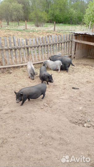 Вьетнамск вислобрюхий поросенок