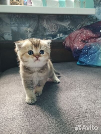 Шотландские котята