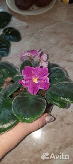 Сортовые фиалки