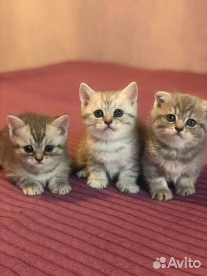 Британские котята