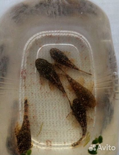 Сомики анциструсы, Кладофора, Креветки Вишня