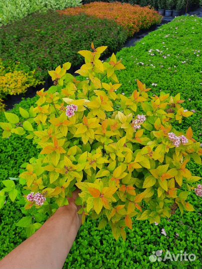 Декоративные растения