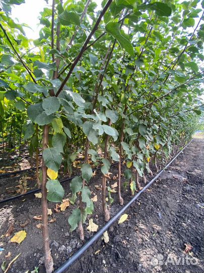 Саженцы сливы / алыча оптом Октобер Сан