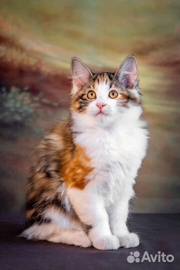 Красивые курильские бобтейлы