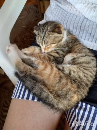 Отдам трехцветную кошечку (4,0 месяца)