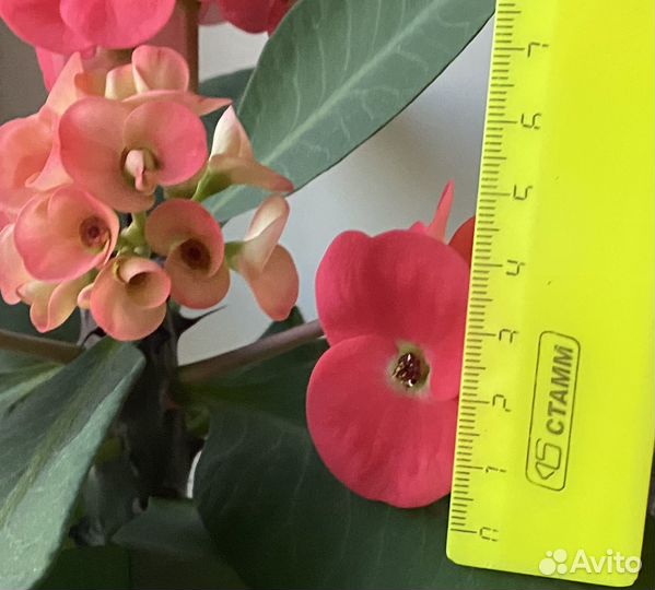 Цветы, крассула,опунция,эчеверия, молочай Миля