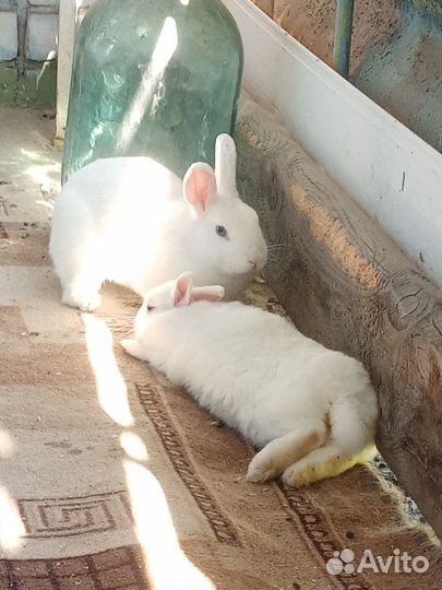 Отдам кроликов гермелинов