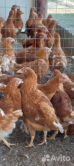 Подрощенные цыплята кур несушек