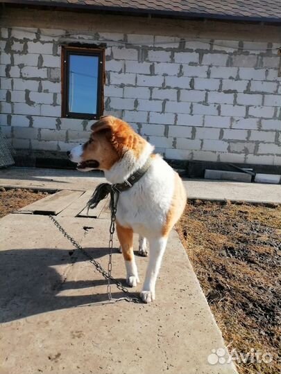 Девочка 8-9 месяцев