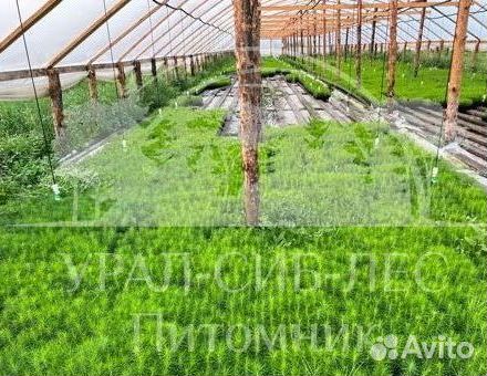 Голубая ель зкс сеянцы