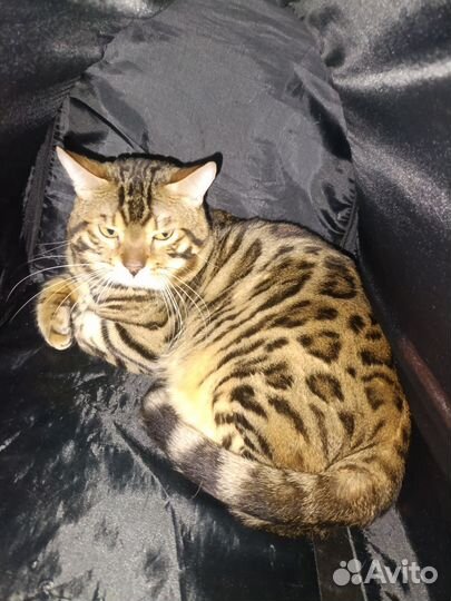 Бенгальская