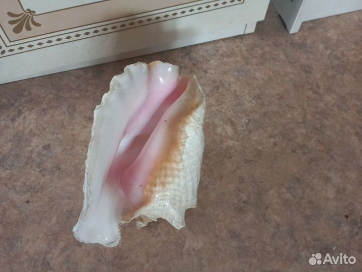 Ракушка Куба