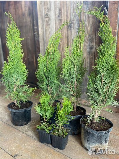 Туи западные смарагд. 4-х летки