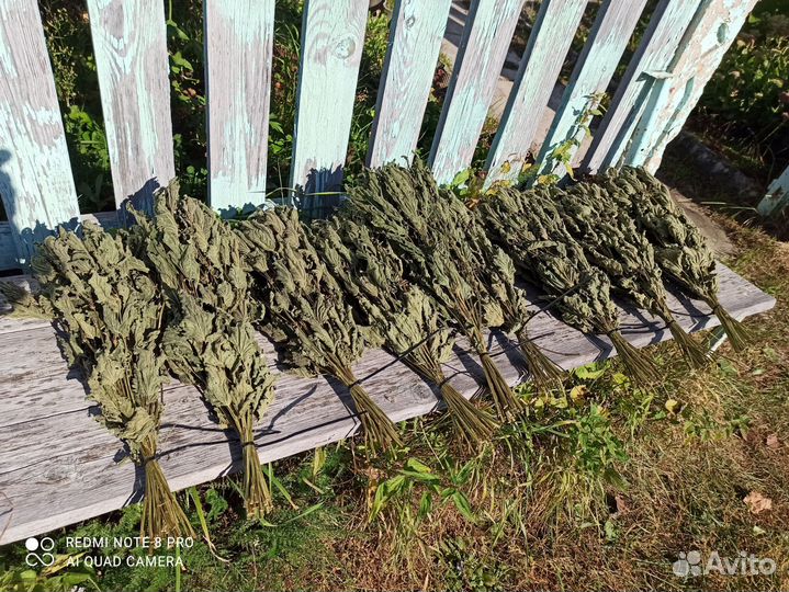 Крапива майская(веники)