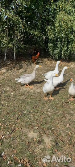 Гуси трёхмесячные, Линда и Серый уральский