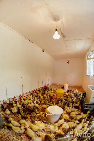 Усадьба фермерский бизнес птицеферма молодняка