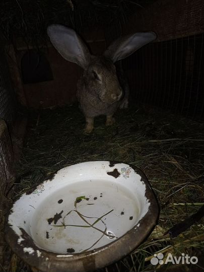 Продам крольчих 3 шт и крола осеменителя 1 шт