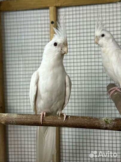 Попугаи разных видов