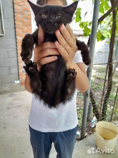 Кошка в дар бесплатно