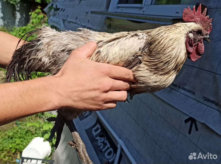 Петухи и курицы Лакендази