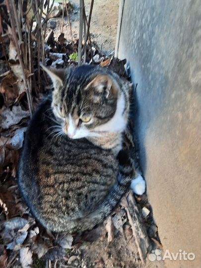 Кошки в добрые руки