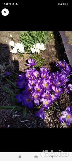 Безвременник осенний