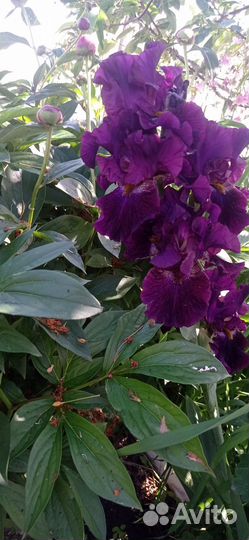 Ирисы сортовые