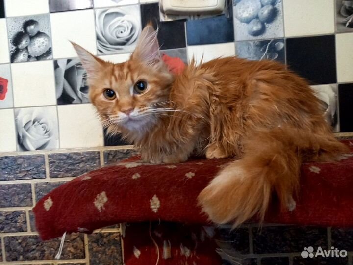 Котята мейн кун