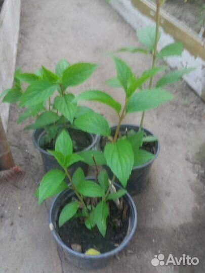 Гортензия метельчатая