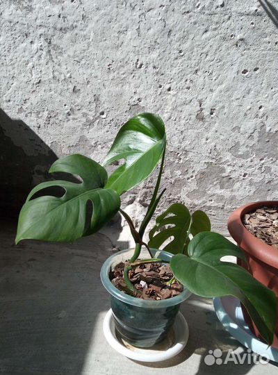 Фуксии, Монстера деликатесная, Спатифиллум