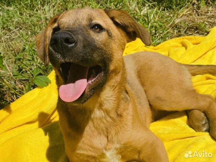 Щенок в добрые руки бесплатно