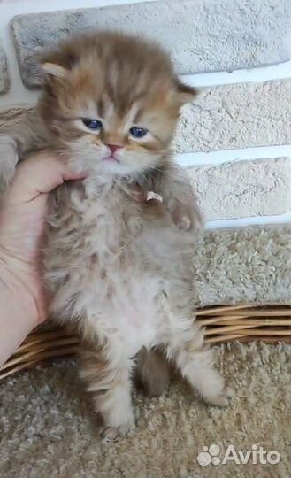 Британские котята шоколад циннамон лилак