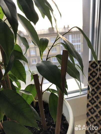Фикус бенджамина