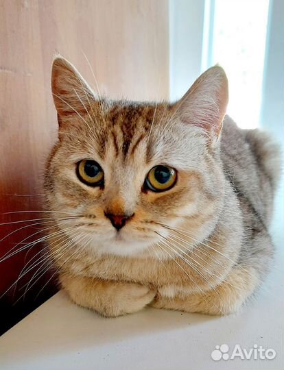 Котик в добрые руки