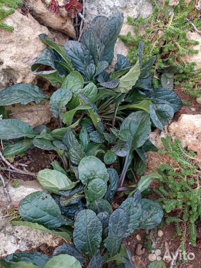 Живучка ползучая